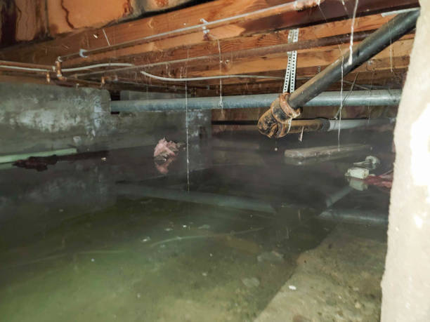 Best Flood restoration services  in Olivet, NJ