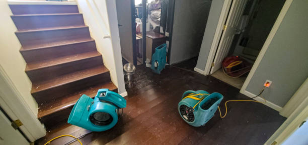 Best Mold removal after water damage  in Olivet, NJ
