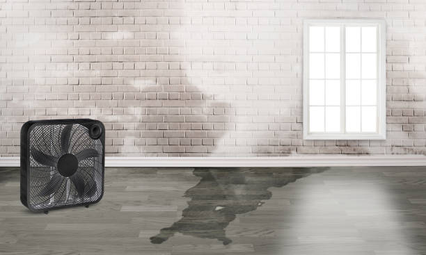 Best Basement water damage restoration  in Olivet, NJ